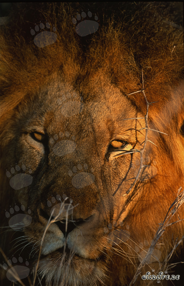 Lion africain majestueux sous le soleil du matin