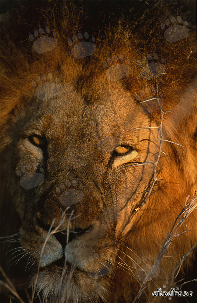 Majestic African Lion in the First Morning Light