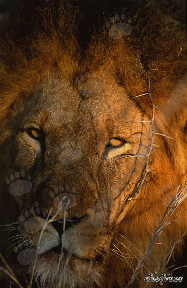 León Africano majestuoso en las primeras luces de la mañana