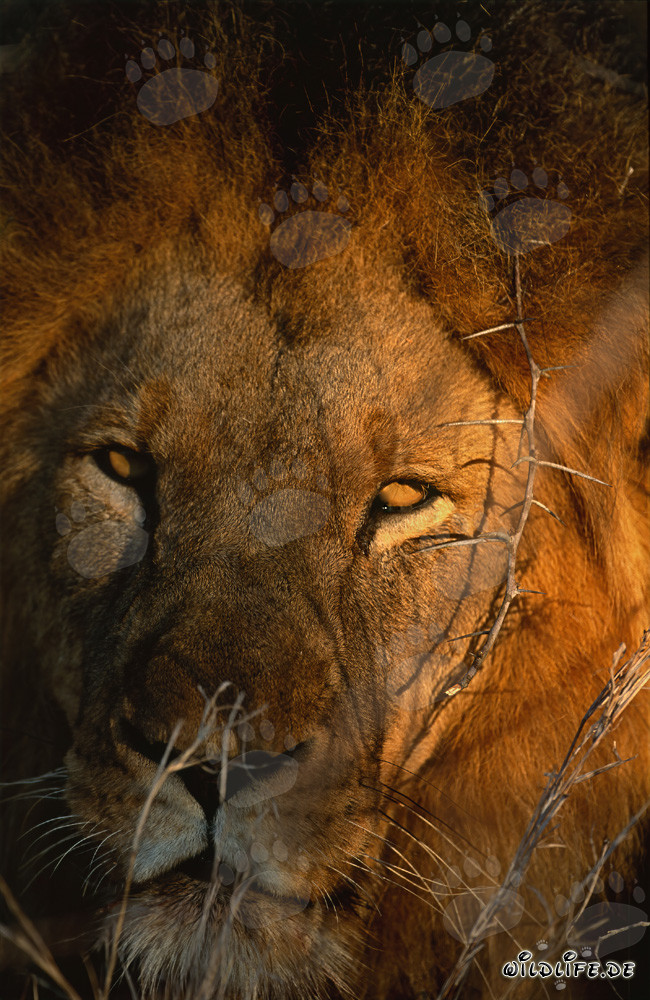 Maestoso Leone Africano nelle prime luci del mattino