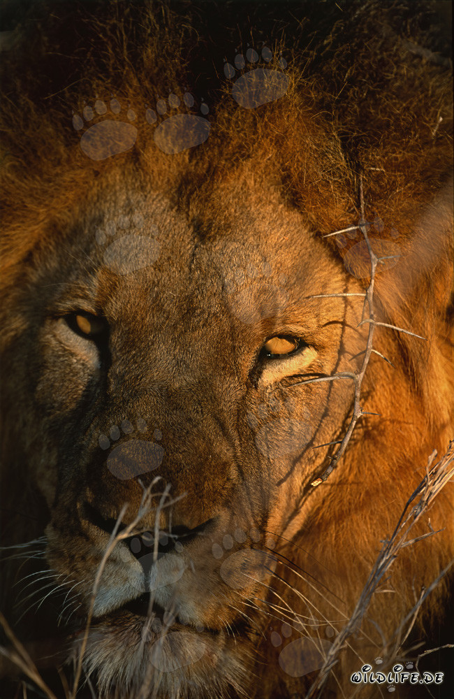 Majestueux Lion d'Afrique dans les premières lueurs du matin