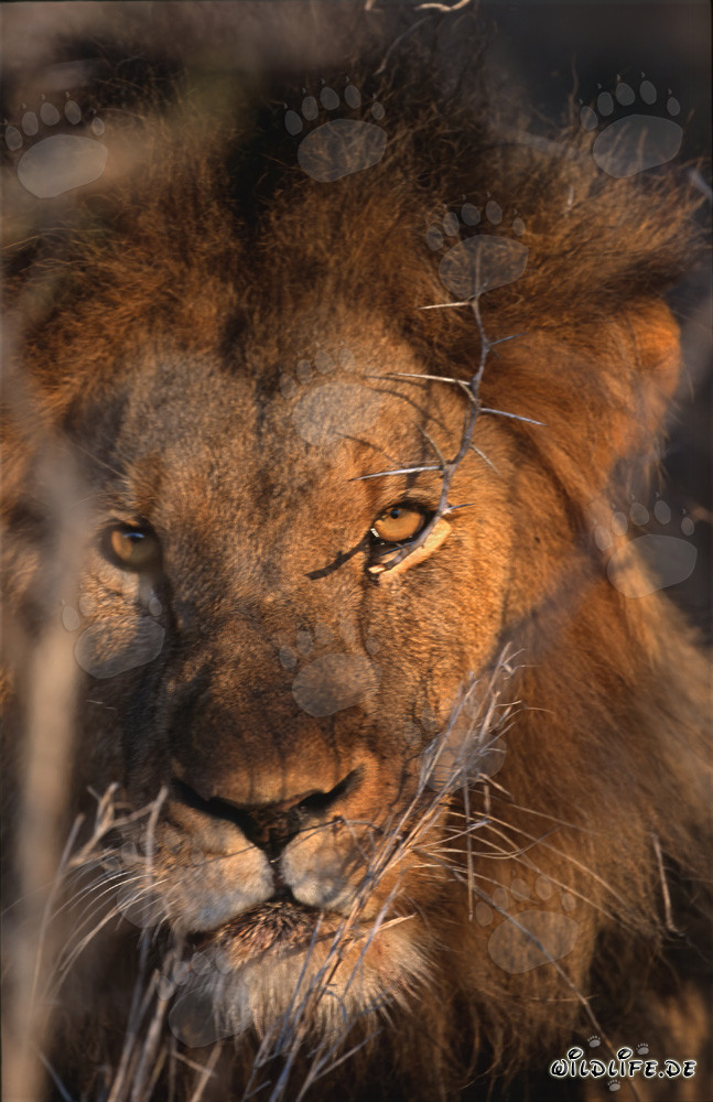 Majestic African Lion at Sunrise
