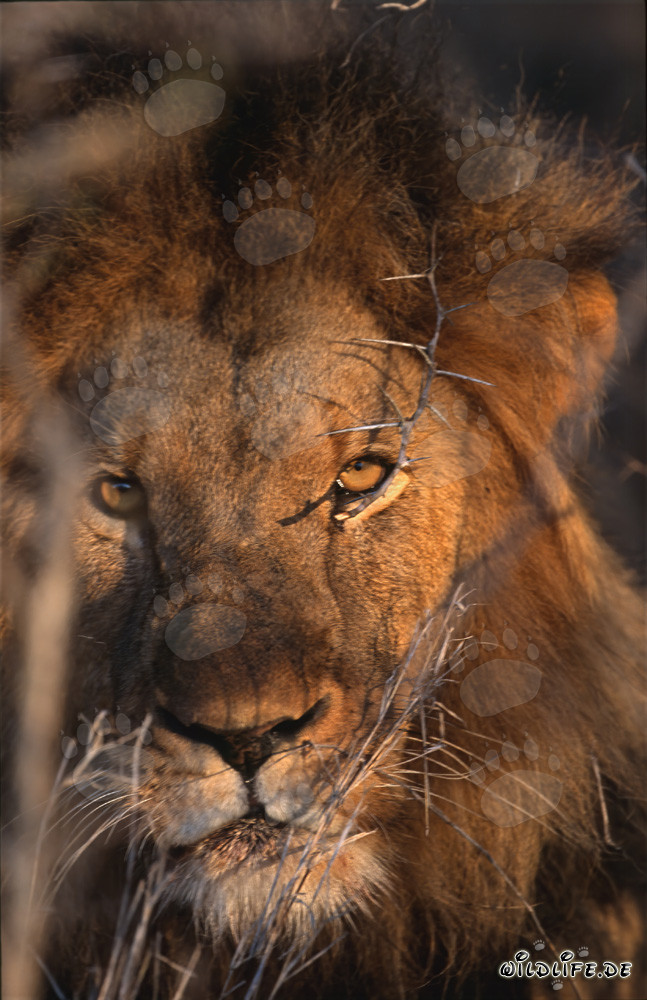 Majestätischer afrikanischer Löwe bei Sonnenaufgang