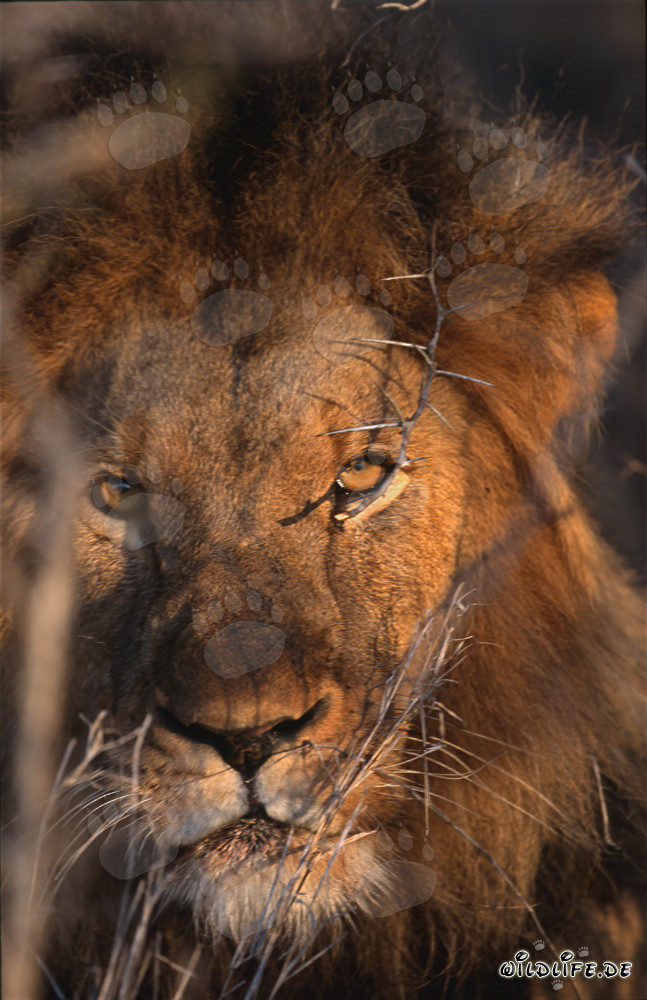 León africano majestuoso al amanecer