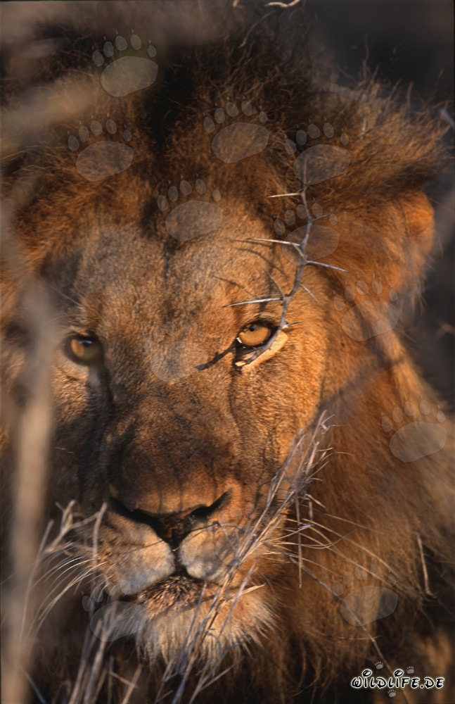 Maestoso leone africano all'alba