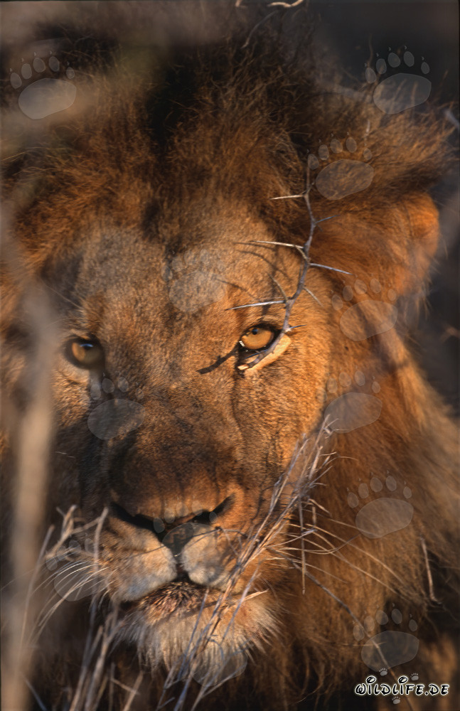 Lion africain majestueux au lever du soleil