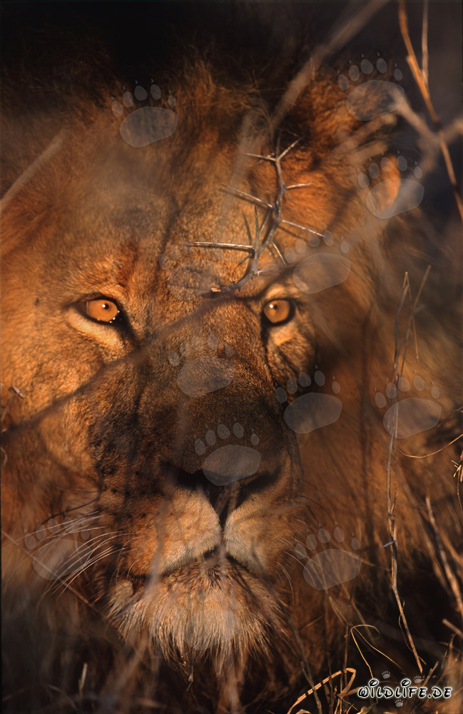 Majestic Lion Face in the Savannah