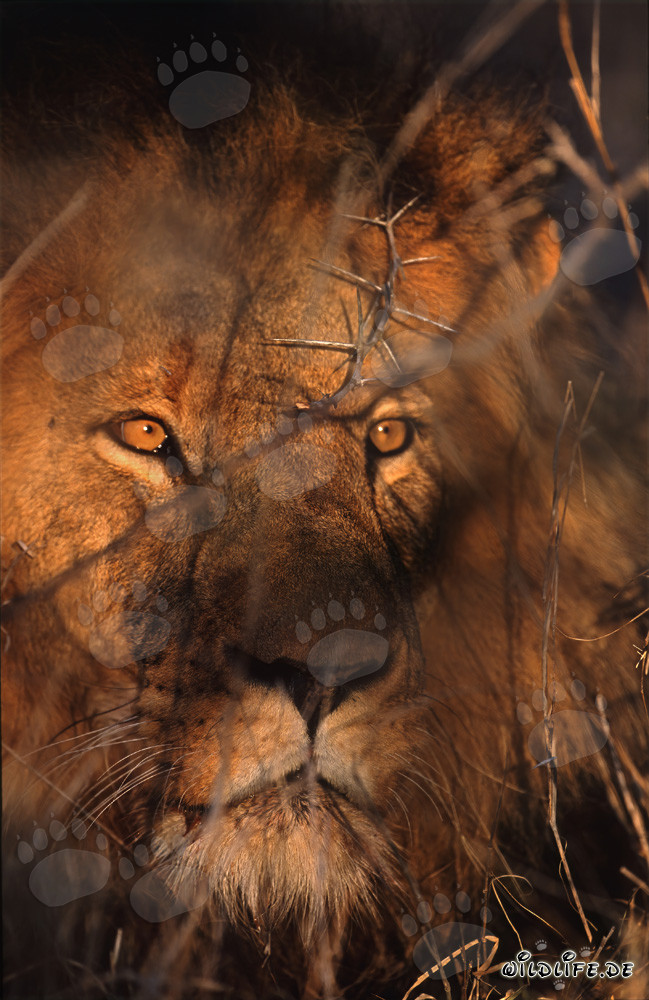 Rostro majestuoso de león en la sabana