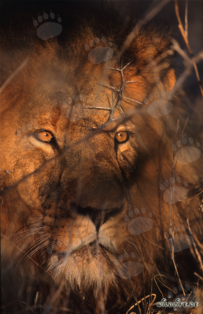 Volto maestoso di leone nella savana