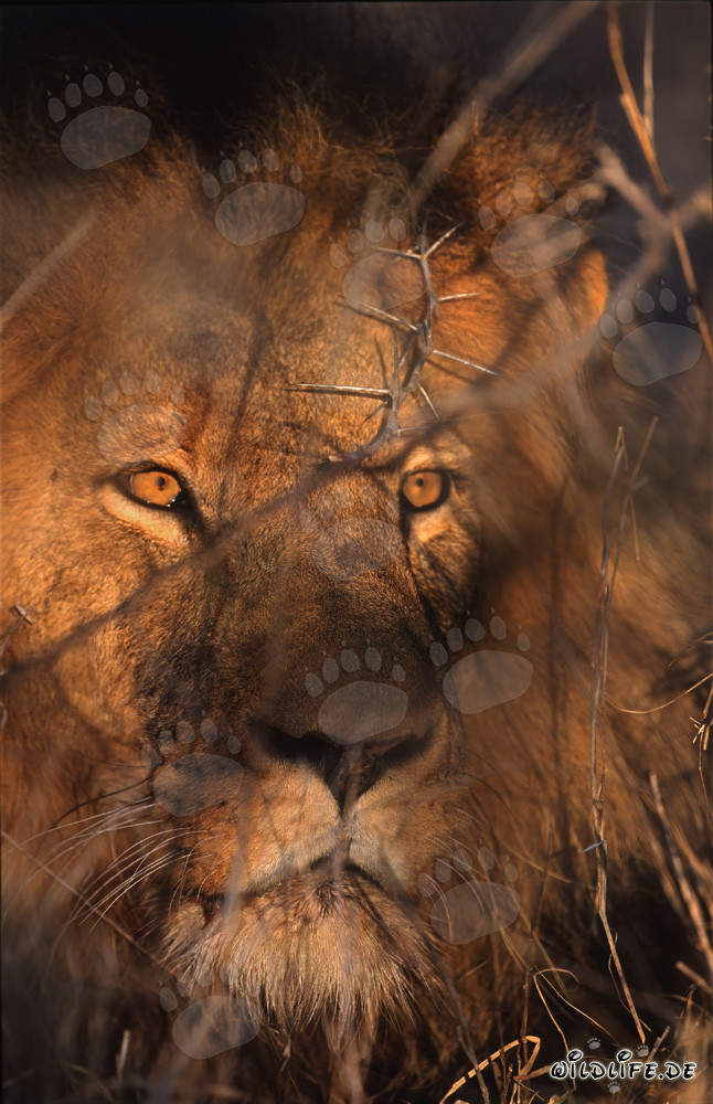 Mirada fascinante de un majestuoso león
