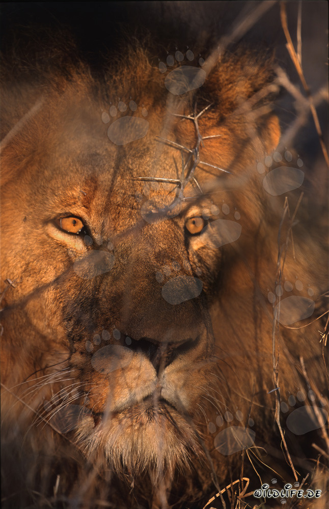 Fascinating gaze of a majestic lion