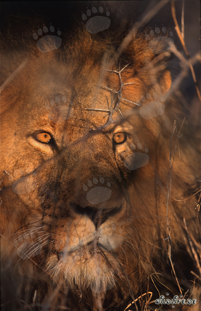 Regard fascinant d'un lion majestueux
