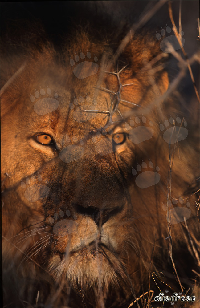 Amber lights the Lion Eyes