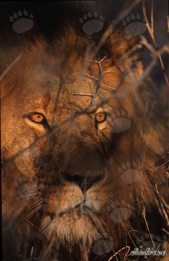 Les yeux de lion brillent en couleur ambre