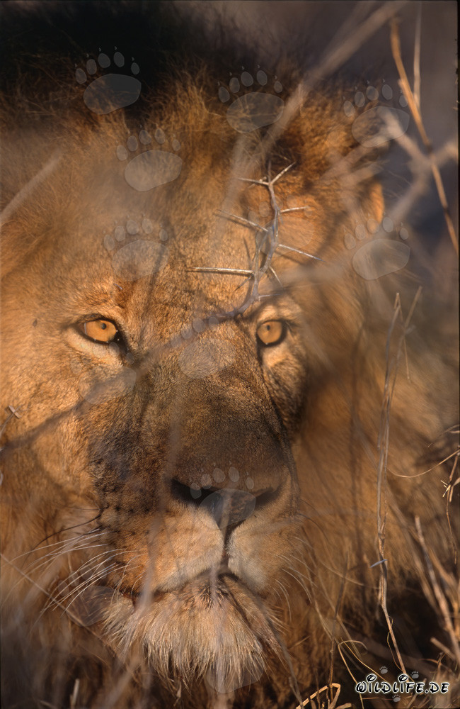 León africano majestuoso en el arbusto espinoso