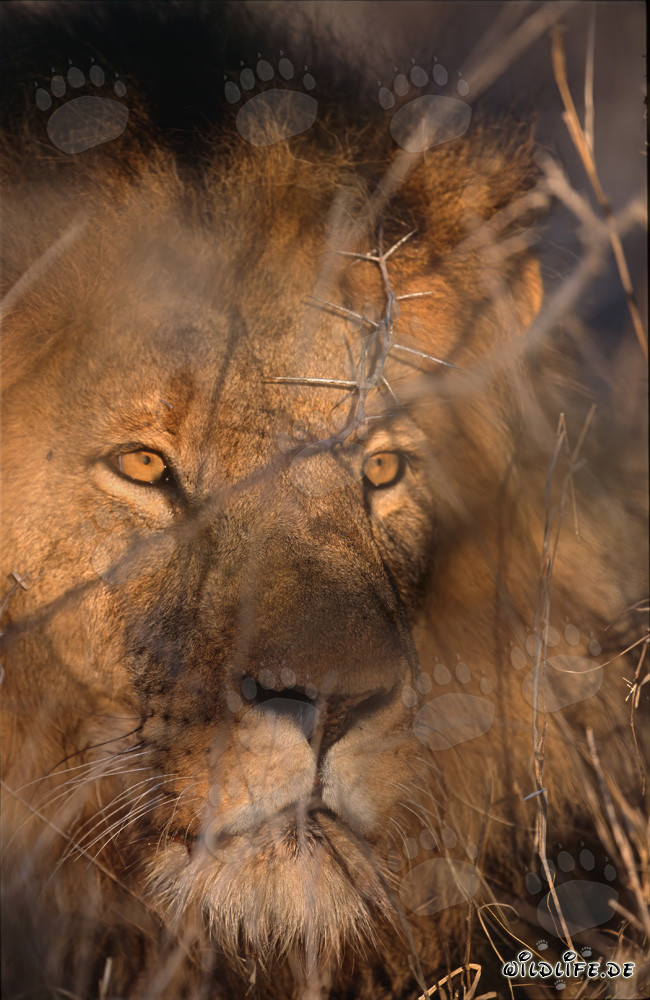Lion africain majestueux dans les buissons épineux