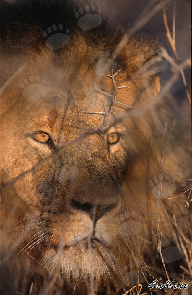 Maestoso leone africano tra i cespugli di spine