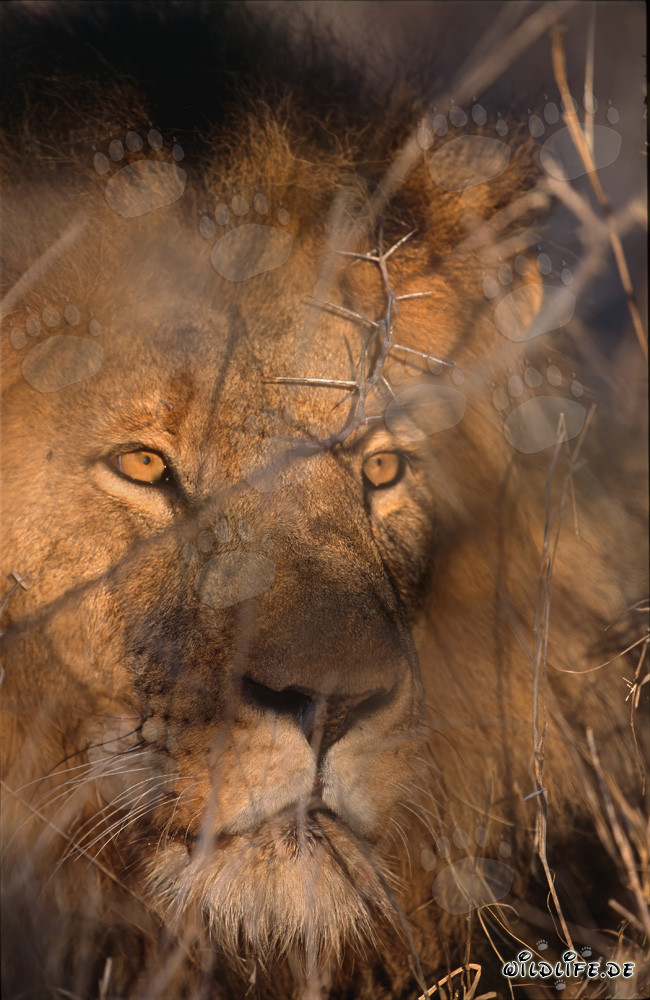 Majestic African Lion in the Thorny Brushwood