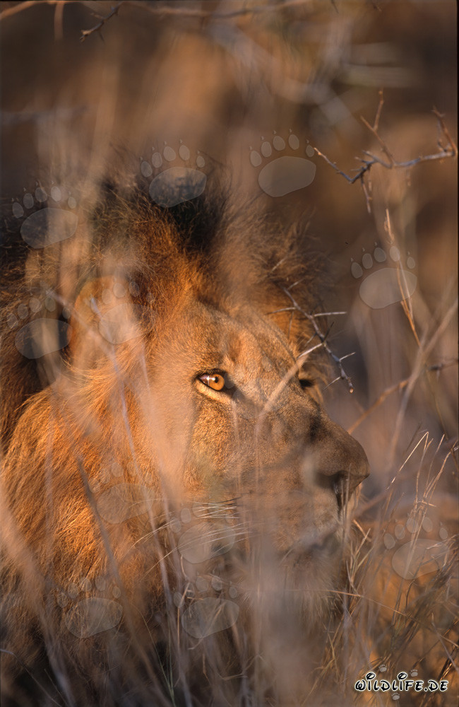 León africano majestuoso se esconde detrás de arbustos espinosos