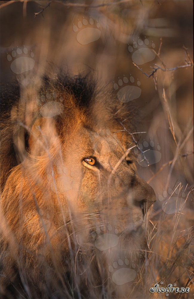 Maestoso leone africano si nasconde dietro alla boscaglia spinosa