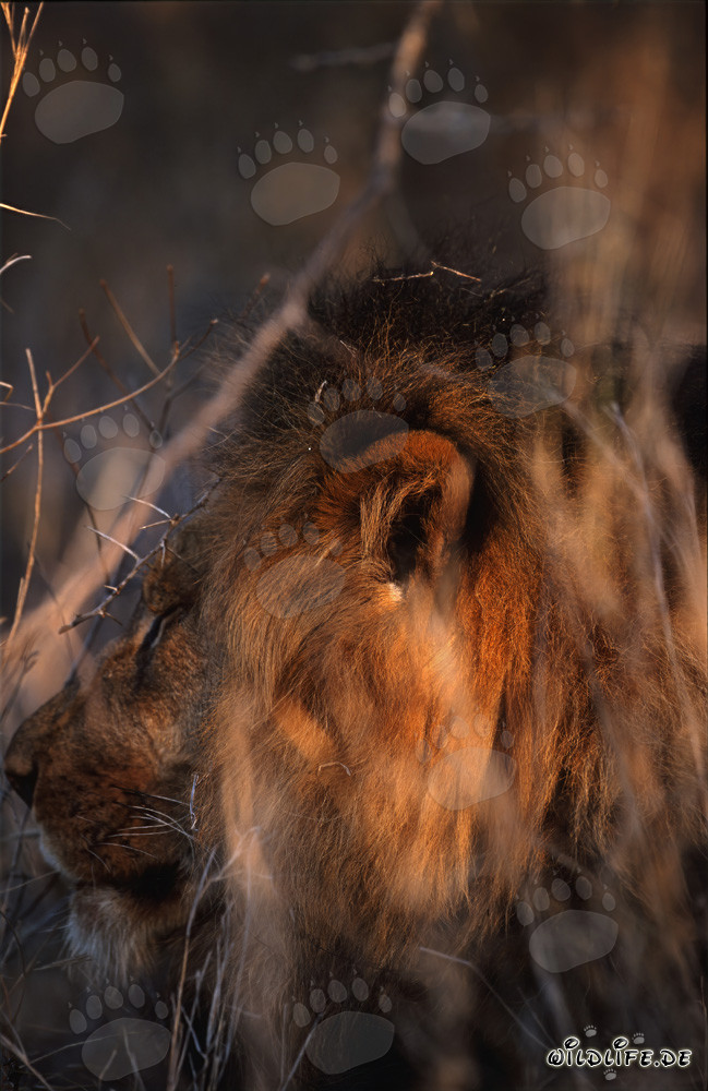 Majestic Lion Ear in the Savannah