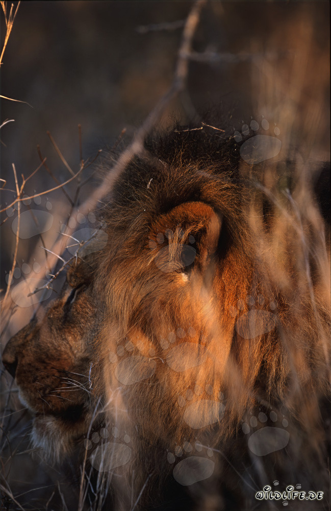 Oreille de lion majestueuse dans la savane