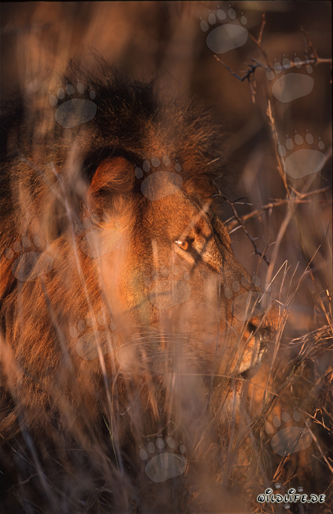 African lion cleverly camouflaged in the thorny thicket