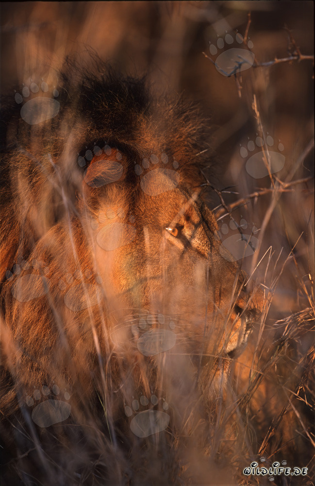 León africano se camufla hábilmente en el espeso matorral espinoso