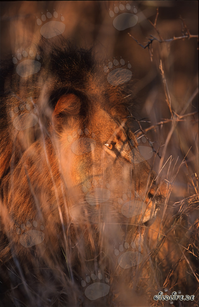 Lion africain se camoufle habilement dans les buissons épineux