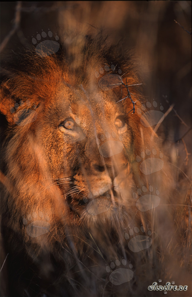León africano observando su territorio en la luz matutina