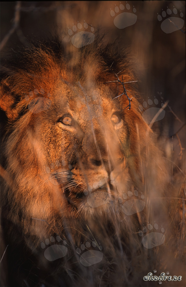 Leone africano osserva il suo territorio nella luce del mattino
