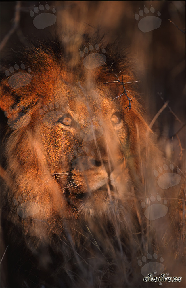 Lion africain observant son territoire dans la lumière matinale