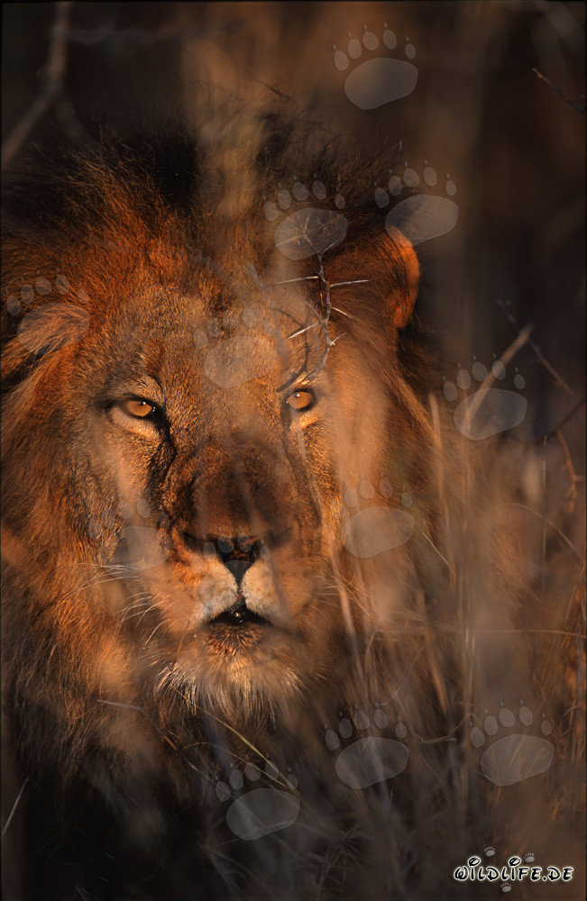 Male African Lion in the first light of dawn at Kapama Private Game Reserve