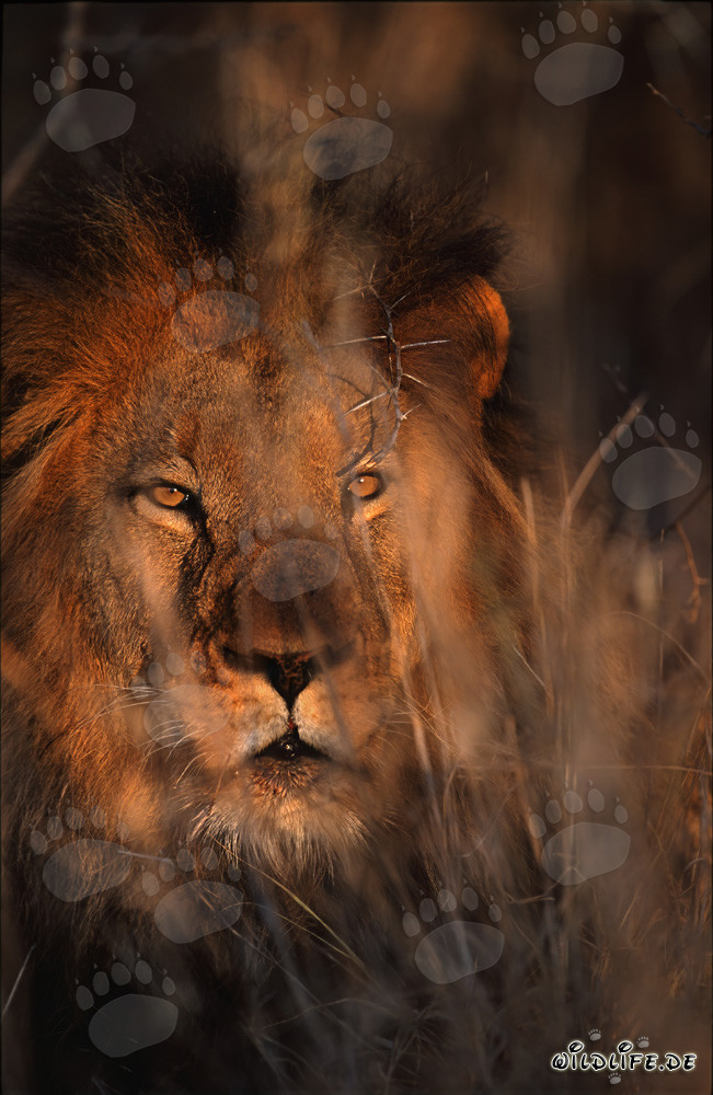 Afrikanischer Löwe im ersten Morgenlicht des Kapama Private Game Reserve