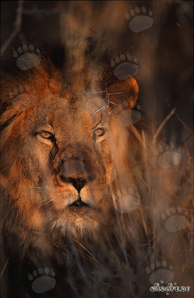 León africano en la primera luz de la mañana en la reserva privada de Kapama