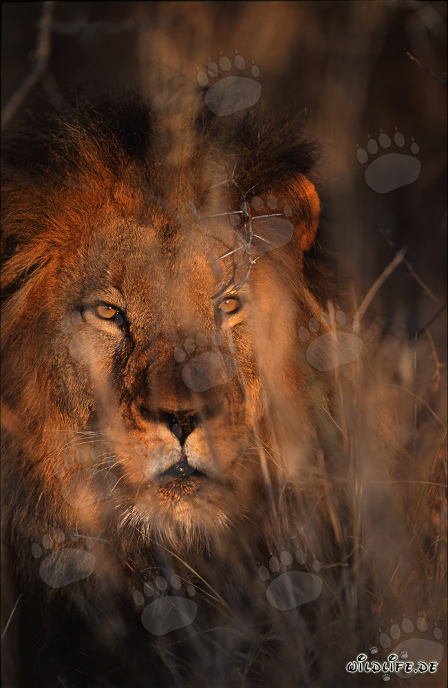 Lion africain dans la première lumière du matin à la réserve privée de Kapama