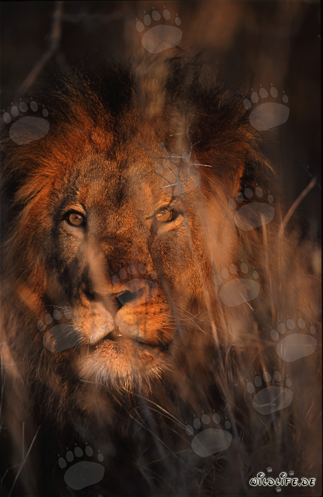 Lion africain majestueux dans la savane