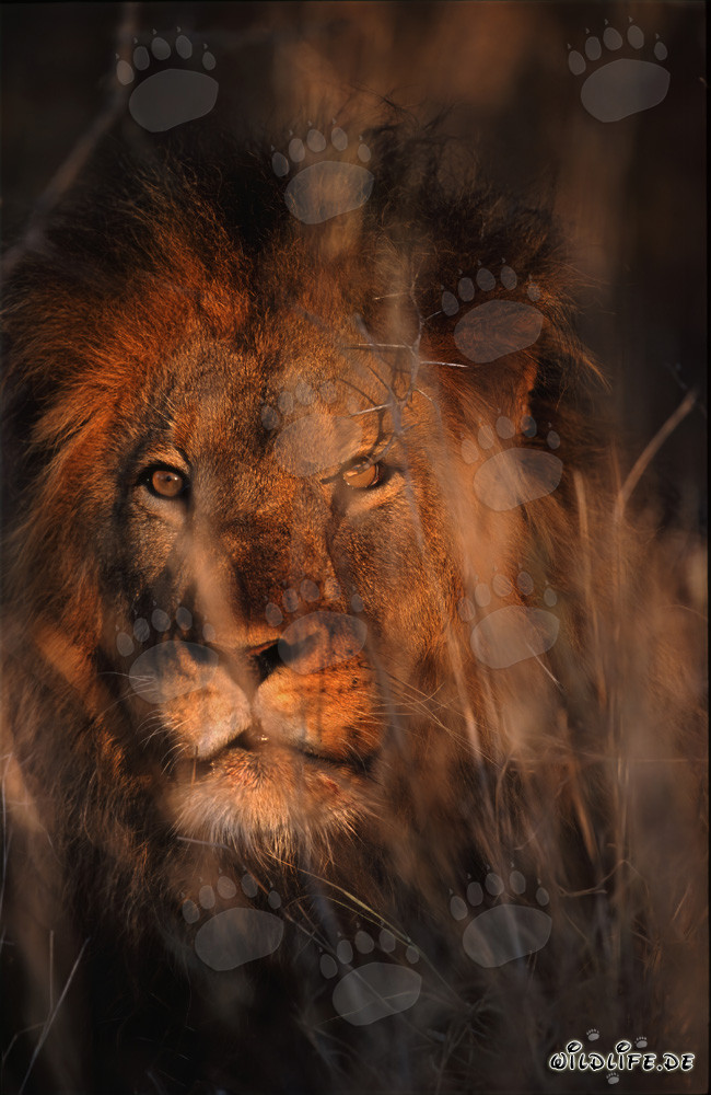 Maestoso leone africano nella savana