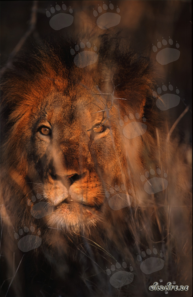 Majestic African Lion in the Savanna