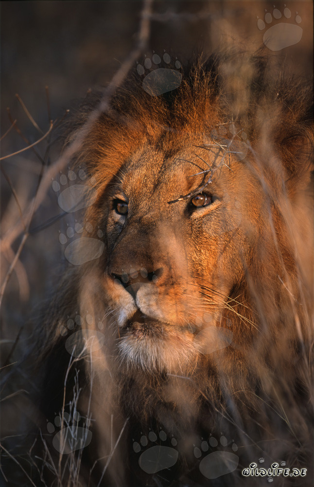 León majestuoso en la sabana africana