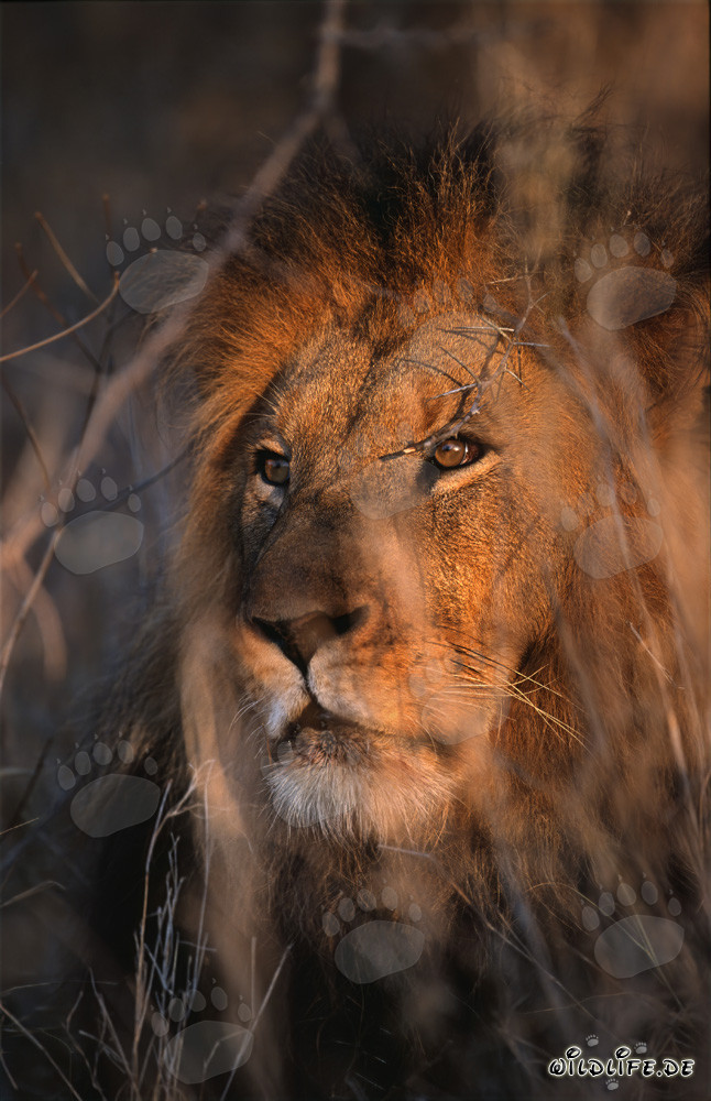 Leone maestoso nella savana africana
