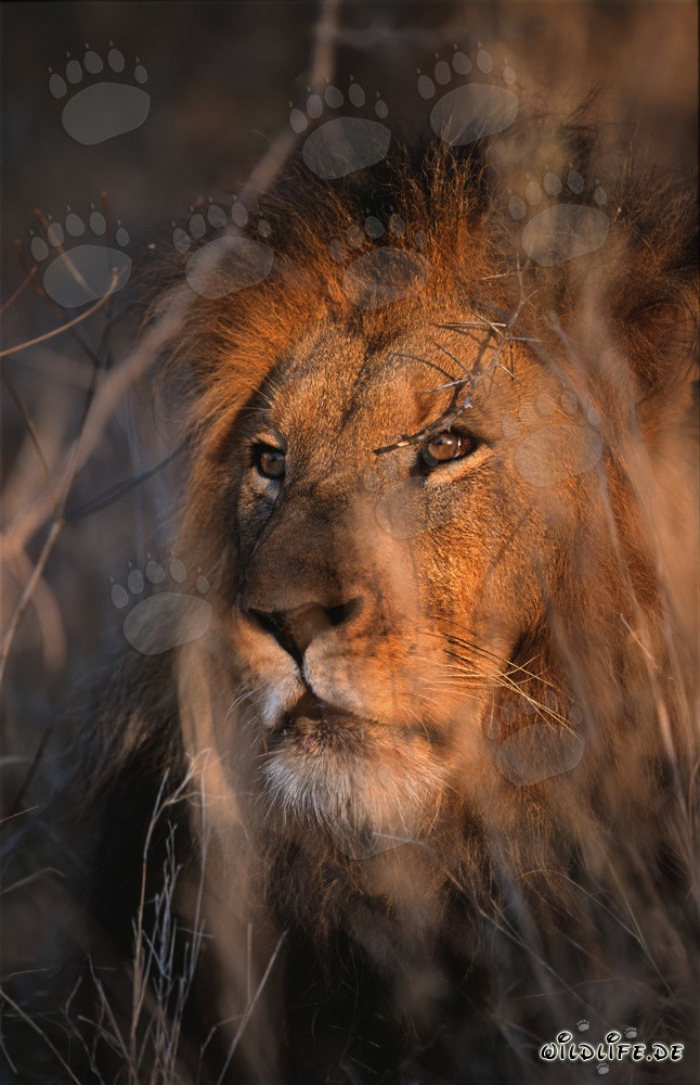 Lion majestueux dans la savane africaine