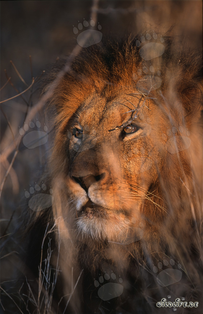 Majestic lion in the African savanna