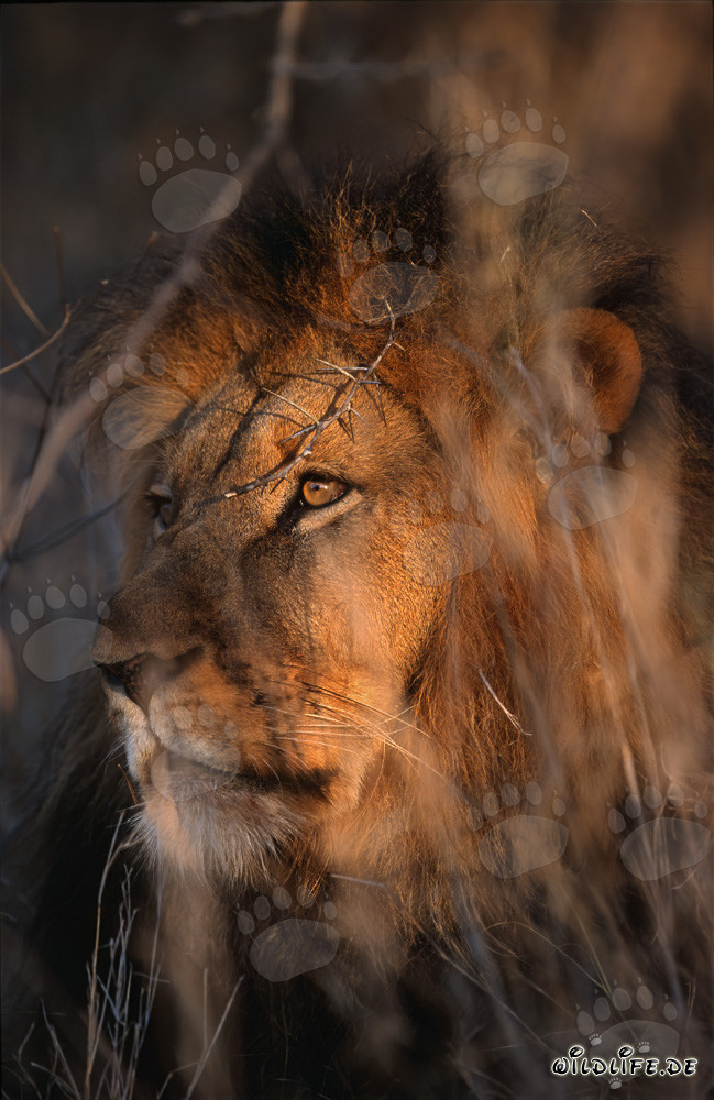 African lion in the dry bushland