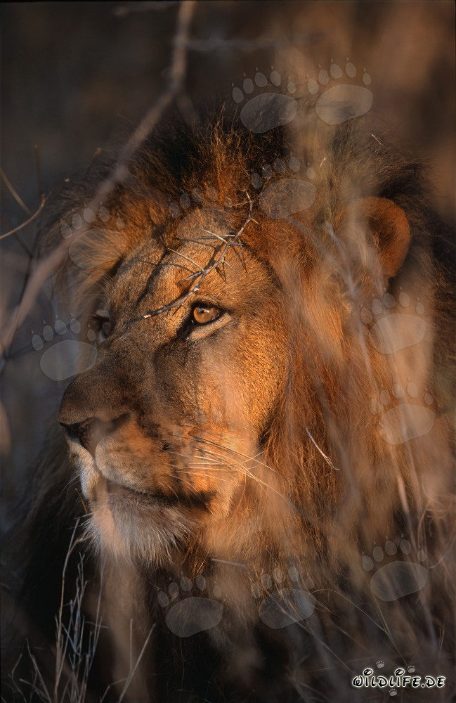 León africano en la sabana seca