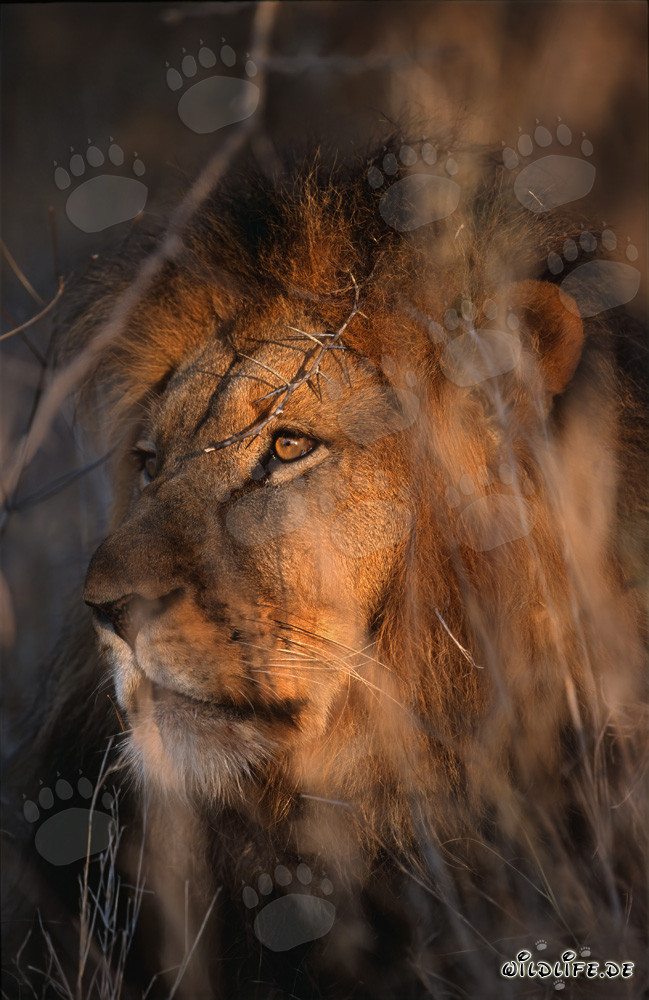 Leone africano nella boscaglia secca
