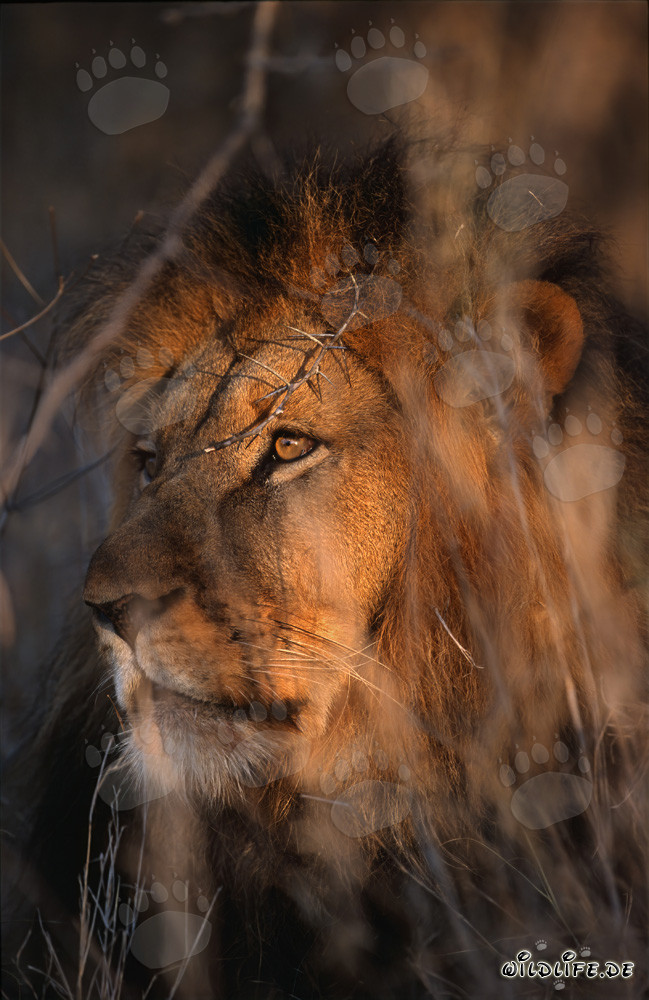 Lion africain dans la brousse sèche
