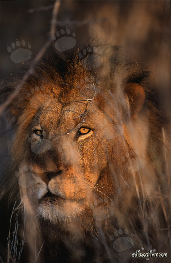 African Lion in the Dry Bushland of South Africa
