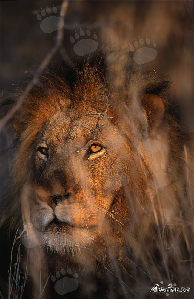 León africano en la sabana seca de Sudáfrica