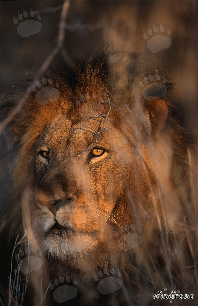 Leone africano nella savana secca del Sud Africa